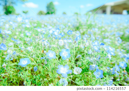 Adachi Ward, Toneri Park, Nemophila Adachi Ward, Toneri Park, Nemophila 114216557