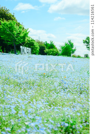 Adachi Ward, Toneri Park, Nemophila 114216561