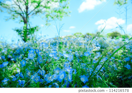 足立區舍人公園 Nemophila 足立區舍人公園 Nemophila 114216578