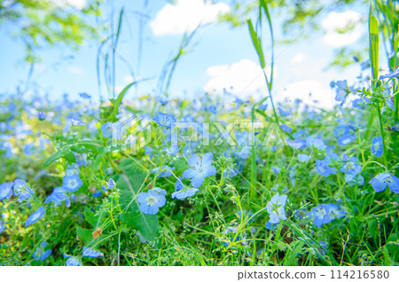 足立區舍人公園 Nemophila 足立區舍人公園 Nemophila 114216580