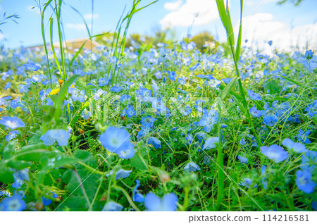 足立區舍人公園 Nemophila 足立區舍人公園 Nemophila 114216581