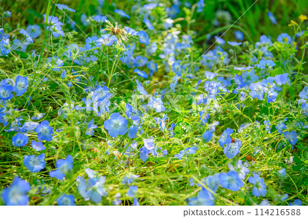 Adachi Ward, Toneri Park, Nemophila Adachi Ward, Toneri Park, Nemophila 114216588