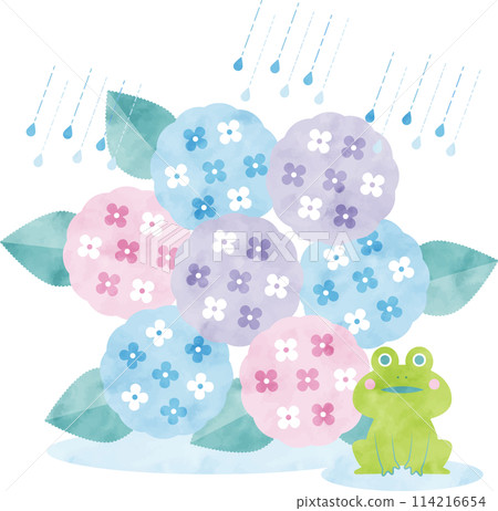 Watercolor hydrangea illustration Watercolor hydrangea illustration 114216654