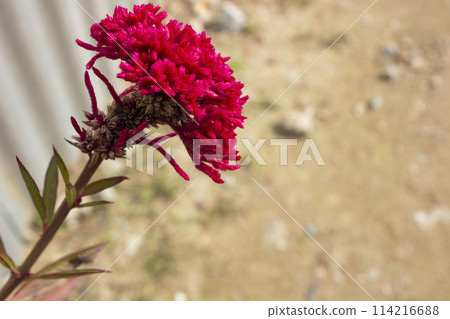 Closeup of Celosia argentea flower with a blurred background 114216688