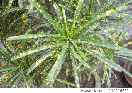 Closeup of Codiaeum variegatum leaves Closeup of Codiaeum variegatum leaves 114216731