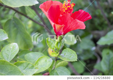 Closeup of Hibiscus rosa-sinensis flower 114216880