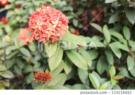 Closeup of Ixora chinensis flower with green leaves 114216881