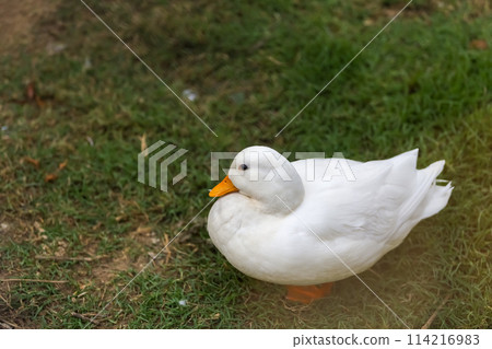The white call duck(anas platyrhynchos domesticus)in the garden The white call duck(anas platyrhynchos domesticus)in the garden 114216983