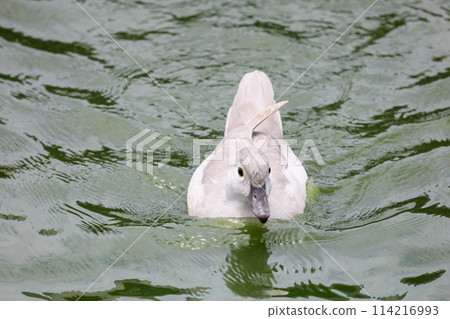 The white call duck(anas platyrhynchos domesticus)in the garden 114216993
