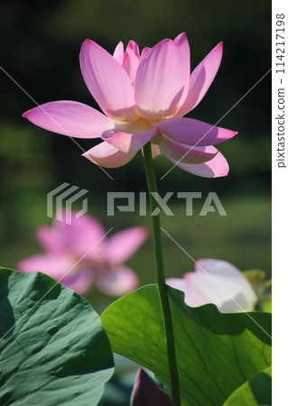 古蓮花【千葉縣千葉市千葉公園】 古蓮花【千葉縣千葉市千葉公園】 114217198