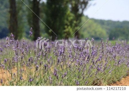 Lavender fields [Sakura Lavender Land, Sakura City, Chiba Prefecture] 114217210