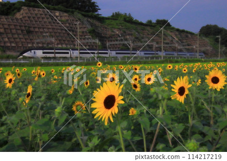 向日葵田和Skyliner[千葉縣佐倉市佐倉故鄉廣場] 114217219