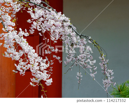國寶蓮華院、三十三間堂、東大門櫻花 國寶蓮華院、三十三間堂、東大門櫻花 114217332