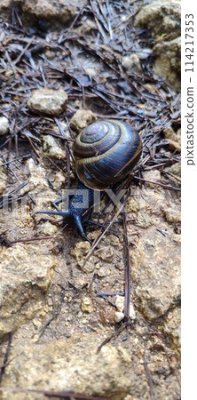 Black snail crawling across a forest road Black snail crawling across a forest road 114217353