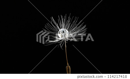 Dandelion fluff takes off 114217418