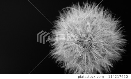 Close-up of a large fluff on a white background 114217420