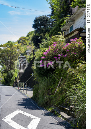 鎌倉 244 常壽寺 1 杜鵑花 114217538