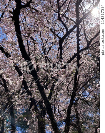 Mountain cherry blossoms in full bloom 2 Mountain cherry blossoms in full bloom 2 114217554