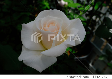 Hana Asomi roses 114217670