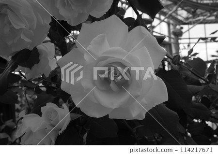 Hana Asomi roses 114217671