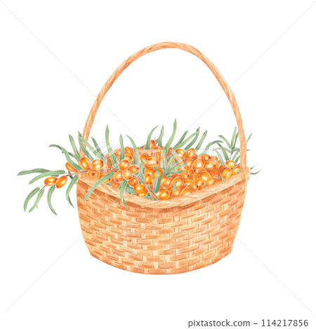 Basket with sea buckthorn berries . Branch with Fresh ripe berries and leaves. Hand drawn watercolor illustration isolated on white background. Autumn 114217856