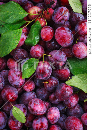 Fresh ripe autumn plums on dark background, top view 114217966