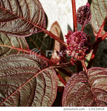 Natures intricacy is showcased with a detailed red flower surrounded by contrasting dark veined leaves. Natures intricacy is showcased with a detailed red flower surrounded by contrasting dark veined leaves. 114218016