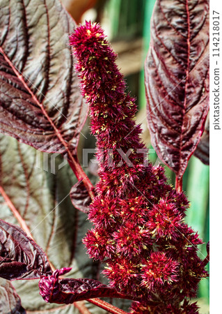An exquisite red floral structure set against dark veined leaves - an epitome of natural beauty. An exquisite red floral structure set against dark veined leaves - an epitome of natural beauty. 114218017