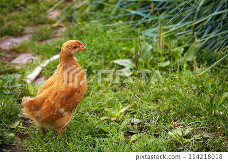 A brown chicken stands alert in a vibrant green garden, surrounded by lush grass and plants. A brown chicken stands alert in a vibrant green garden, surrounded by lush grass and plants. 114218018