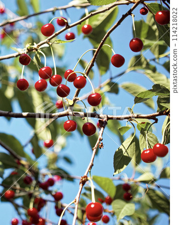 A bountiful cherry tree in daylight, where clusters of ripe cherries are prominently displayed against a backdrop of green leaves. A bountiful cherry tree in daylight, where clusters of ripe cherries are prominently displayed against a backdrop of green leaves. 114218022