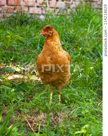 A brown chicken stands alert in a grassy area, with a brick wall in the background. A brown chicken stands alert in a grassy area, with a brick wall in the background. 114218029