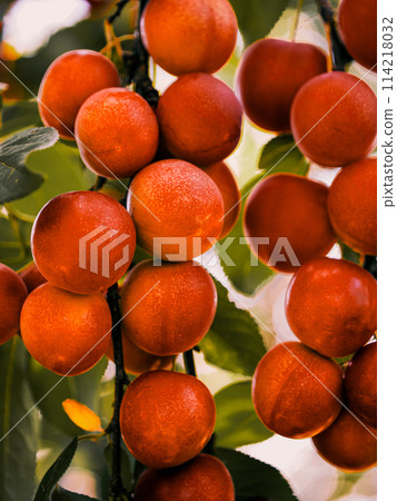 Ripe cherry plums against lush green leaves, ideal for any content focusing on organic and fresh foods. Ripe cherry plums against lush green leaves, ideal for any content focusing on organic and fresh foods. 114218032