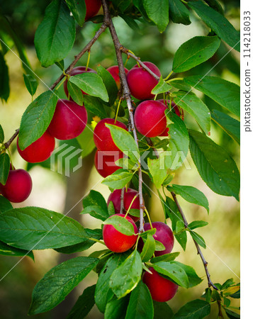 Brightly colored cherry plums hanging from branches amidst lush green leaves. Ideal for garden or orchard-themed visuals. 114218033