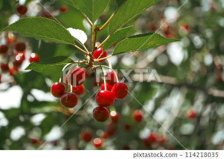 Vibrant red cherries dangle amidst lush green foliage. Suitable for nutrition and wellness content. 114218035