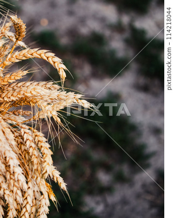 A detailed view of ripe wheat, ready for harvest, symbolizing fertility and natures bounty. 114218044