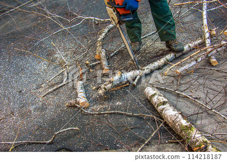 A municipal service worker cuts the branches of a tree. Greening of urban trees A municipal service worker cuts the branches of a tree. Greening of urban trees 114218187