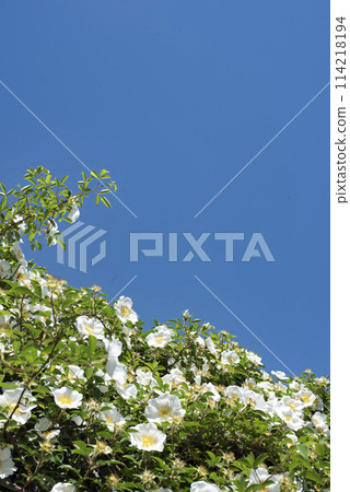 鎌倉 244 九本寺 4 浪速原 114218194