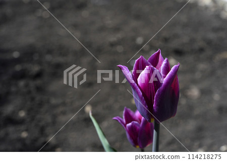 Purple tulip in the spring garden. A tulip on the background of the earth. A single flower. Purple tulip in the spring garden. A tulip on the background of the earth. A single flower. 114218275