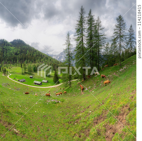 Alpine meadow with cows and rustic houses in Berchtesgaden National Park 114218415