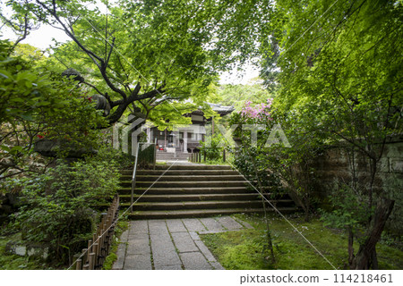 Kamakura 244 Ankokuronji Temple 17 Fresh greenery Kamakura 244 Ankokuronji Temple 17 Fresh greenery 114218461