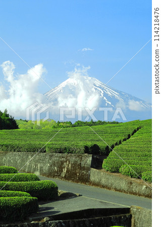 Mt. Fuji and tea fields / Obuchisasaba, Fuji City, Shizuoka Prefecture Mt. Fuji and tea fields / Obuchisasaba, Fuji City, Shizuoka Prefecture 114218476