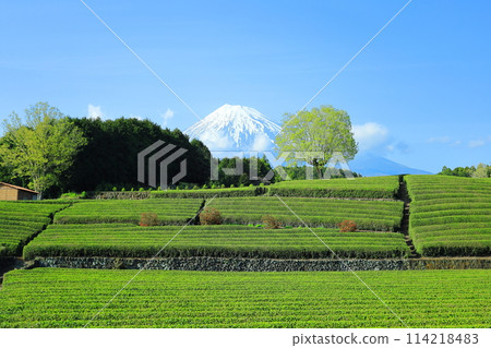 富士山和茶園/靜岡縣富士市小淵節 富士山和茶園/靜岡縣富士市小淵節 114218483
