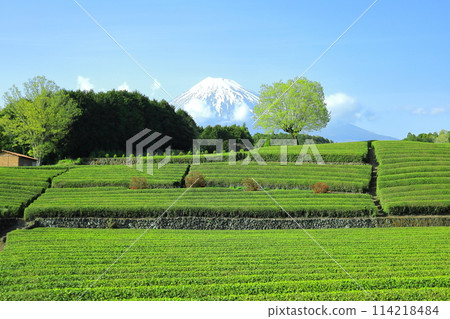 富士山和茶園/靜岡縣富士市小淵節 富士山和茶園/靜岡縣富士市小淵節 114218484