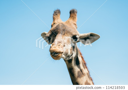 Giraffe under the blue sky 114218503