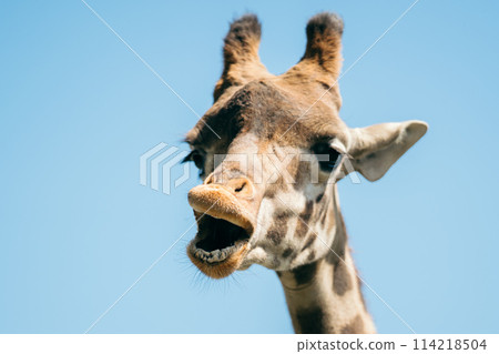 Giraffe with mouth open 114218504