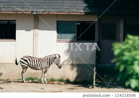 Zebra looking down 114218506
