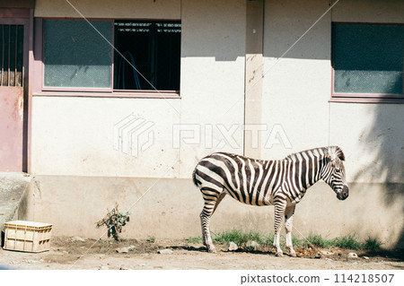 Zebra looking down 114218507