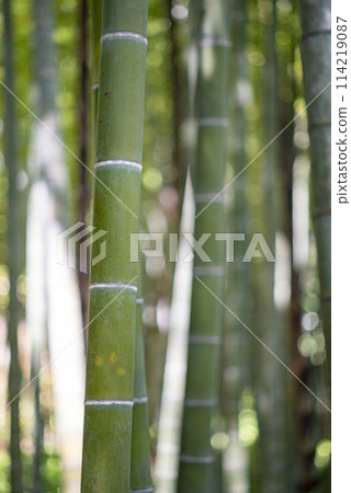 Kamakura 245 Eishoji Temple 33 Bamboo Garden Kamakura 245 Eishoji Temple 33 Bamboo Garden 114219087