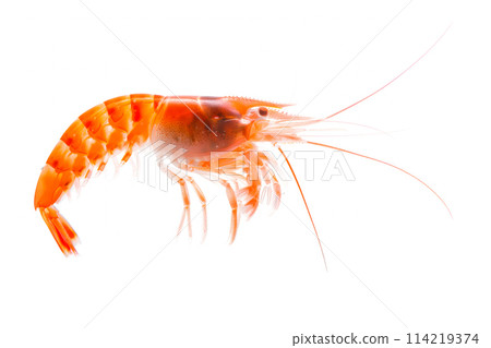Antarctic krill isolated on white background with clipping path 114219374