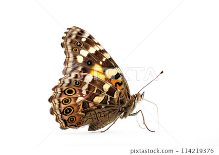Beautiful Speckled Wood butterfly isolated on a white background. Side view 114219376